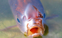 008 - unser einzig gold